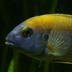 White Spot Disease In Fishes: Symptoms And Cures